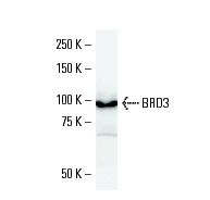 VAX2 (VAX2A8F12): sc-81422 Western Blot analysis of VAX2 expression in NIH3T3 whole cell lysate.