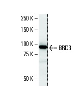 VAX2 (VAX2A8F12): sc-81422 Western Blot analysis of VAX2 expression in NIH3T3 whole cell lysate.