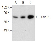 Cdc16 (D-1): sc-376091. Western blot analysis of Cdc16 expression in Jurkat (A), HuT 78 (B) and NIH/3T3 (C) whole cell lysates.
