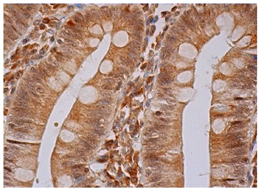 Cdc34 (H-81): sc-5616. Immunoperoxidase staining of formalin fixed, paraffin-embedded human small intestine tissue showing nuclear and cytoplasmic staining of glandular cells.