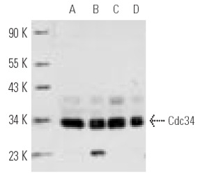 Cdc34 (H-4): sc-28381. Western blot analysis of Cdc34 expression in HeLa whole cell lysate (A) and HeLa (B), K-562 (C) and A-431 (D) nuclear extracts.