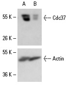 Cdc37 siRNA (h): sc-29255. Western blot analysis of Cdc37 expression in non-transfected control (A) and Cdc37 siRNA transfected (B) HeLa cells. Blot probed with Cdc37 (C-11): sc-17758. Actin (I-19): sc-1616 used as specificity and loading control.