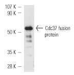 Cdc37 (H-271): sc-5617. Western blot analysis of human recombinant Cdc37 fusion protein.