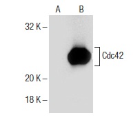 Cdc42 (B-8): sc-8401. Western blot analysis of Cdc42 expression in non-transfected: sc-117752 (A) and human Cdc42 transfected: sc-110467 (B) 293T whole cell lysates.
