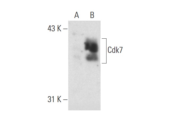 Cdk7 (FL-346): sc-856. Western blot analysis of Cdk7 expression in non-transfected: sc-110760 (A) and human Cdk7 transfected: sc-158371 (B) 293 whole cell lysates.