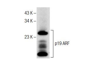 p19 ARF (5-C3-1): sc-32748. Western blot analysis of p19 ARF expression in NIH/3T3 whole cell lysate.