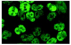 CENP-F (H-300): sc-22791. Immunofluorescence staining of methanol-fixed HeLa cells showing nuclear localization.