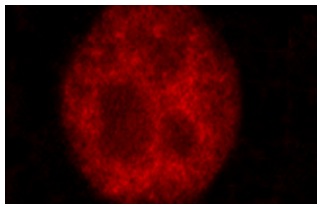 CENP-F (H-260): sc-22791. Immunofluorescence staining of methanol-fixed HeLa cells showing nuclear localization.
