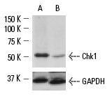 Chk1 siRNA (h): sc-29269. Western blot analysis of Chk1 expression in non-transfected control (A) and Chk1 siRNA transfected (B) HeLa cells. Blot probed with Chk1 (G-4): sc-8408. GAPDH (V-18): sc-20357 used as specificity and loading control.