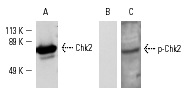Western blot detection of Chk2 phosphorylation using nocodazole-treated HeLa cells. Blots were probed with Chk2 (B-4): sc-17748 (A) and p-Chk2 (Thr 68)-R: sc-16297-R (B, C). In B and C, the antibody was preincubated with cognate phosphorylated or unphosphorylated peptide, respectively.
