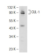 CUL-1 (H-213): sc-11384. Western blot analysis of CUL-1 expression in HeLa whole cell lysate.