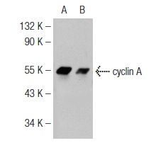 cyclin A (H-432): sc-751. Western blot analysis of cyclin A expression in untreated (A) and Flurbiprofen (sc-202158) treated (B) Caco-2 whole cell lysates. Note down regulation of cyclin A expression in lane B.