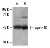 cyclin B2 (H-105): sc-22776. Western blot analysis of cyclin B2 expression in K-562 (A) and F9 (B) whole cell lysates.