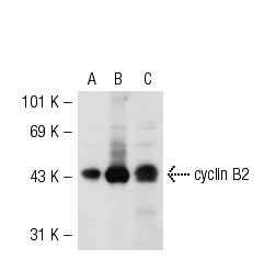 cyclin B2 (H-105): sc-22776. Western blot analysis of cyclin B2 expression in non-transfected 293T: sc-117752 (A), mouse cyclin B2 transfected 293T: sc-119545 (B) and A-431 (C) whole cell lysates.