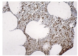 cyclin B2 (H-105): sc-22776. Immunoperoxidase staining of formalin fixed, paraffin-embedded human bone marrow tissue showing cytoplasmic and nuclear staining of hematopoietic cells.