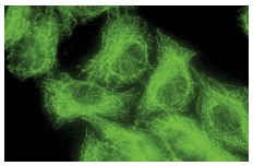 EB1 (1A11/4): sc-47704. Immunofluorescence staining of methanol-fixed HeLa cells showing cytoskeletal localization.