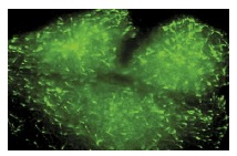 EB1 (1A11/4): sc-47704. Immunofluorescence staining of methanol-fixed MDCK cells showing mitotic spindle and associated microtubule staining. Image kindly provided by Cancer Research Technology, UK.