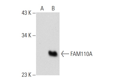 FAM110A (D-18): sc-82135. Western blot analysis of FAM110A expression in non-transfected: sc-117752 (A) and mouse FAM110A transfected: sc-126825 (B) 293T whole cell lysates.