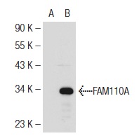 FAM110A (D-18): sc-82135. Western blot analysis of FAM110A expression in non-transfected: sc-117752 (A) and mouse FAM110A transfected: sc-126828 (B) 293T whole cell lysates.