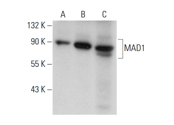 MAD1 (D-1): sc-166312. Western blot analysis of MAD1 expression in non-transfected 293T: sc-117752 (A), mouse MAD1 transfected 293T: sc-121481 (B) and HeLa (C) whole cell lysates.