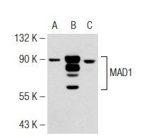 MAD1 (D-1): sc-166312. Western blot analysis of MAD1 expression in non-transfected 293T: sc-117752 (A), human MAD1 transfected 293T: sc-177504 (B) and HeLa (C) whole cell lysates.