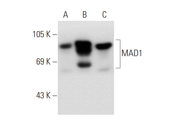 MAD1 (H-228): sc-67338. Western blot analysis of MAD1 expression in non-transfected 293T: sc-117752 (A), human MAD1 transfected 293T: sc-177505 (B) and HeLa (C) whole cell lysates.