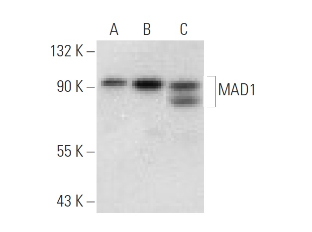 MAD1 (H-228): sc-67338. Western blot analysis of MAD1 expression in non-transfected 293T: sc-117752 (A), mouse MAD1 transfected 293T: sc-121481 (B) and NIH/3T3 (C) whole cell lysates.