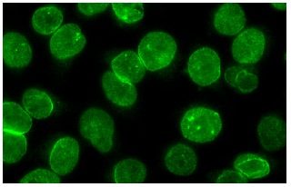 MAD1 (H-228): sc-67338. Immunofluorescence staining of methanol-fixed HeLa cells showing nuclear localization.