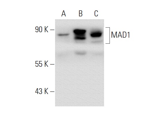 MAD1 (M-300): sc-67337. Western blot analysis of MAD1 expression in non-transfected 293T: sc-117752 (A), human MAD1 transfected 293T: sc-177505 (B) and HeLa (C) whole cell lysates.