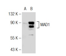 MAD1 (M-300): sc-67337. Western blot analysis of MAD1 expression in non-transfected: sc-117752 (A) and human MAD1 transfected: sc-177504 (B) 293T whole cell lysates.