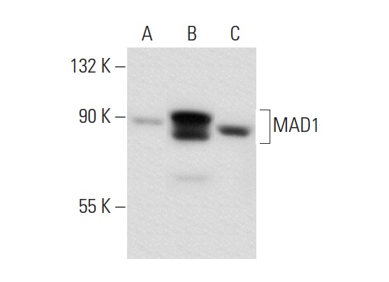 MAD1 (9B10): sc-47746. Western blot analysis of MAD1 expression in non-transfected 293T: sc-117752 (A), human MAD1 transfected 293T: sc-177505 (B) and HeLa (C) whole cell lysates.
