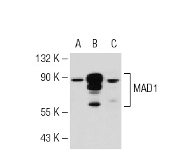 MAD1 (9B10): sc-47746. Western blot analysis of MAD1 expression in non-transfected 293T: sc-117752 (A), human MAD1 transfected 293T: sc-177504 (B) and HeLa (C) whole cell lysates.