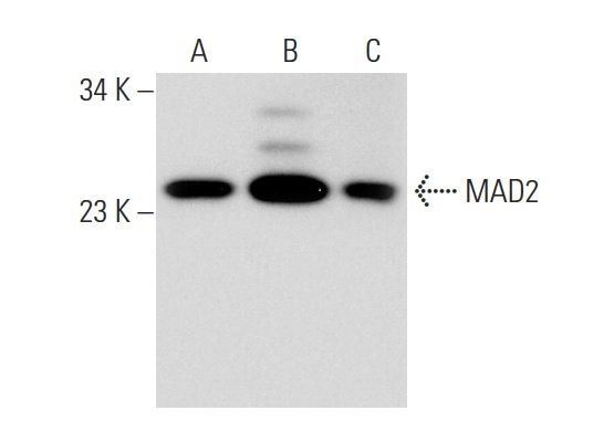 MAD2 (C-19): sc-6329. Western blot analysis of MAD2 expression in non-transfected: sc-117752 (A) and human MAD2 transfected: sc-177506 (B) 293T whole cell lysates and HeLa nuclear extract (C).