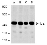 Mat1 (F-6): sc-13142. Western blot analysis of Mat1 expression in A-431 (A) and A-673 (B) whole cell lysates and NIH/3T3 (C) and A-431 (D) nuclear extracts.