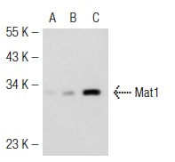 Mat1 (F-6): sc-13142. Western blot analysis of Mat1 expression in non-transfected 293T: sc-117752 (A), human Mat1 transfected 293T: sc-110501 (B) and A-431 (C) whole cell lysates.