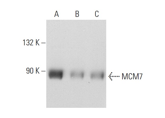 MCM7 (DCS-141): sc-65469. Western blot analysis of MCM7 expression in COLO 320DM (A), H4 (B) and HeLa (C) whole cell lysates.