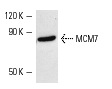MCM7 (141.2): sc-9966. Western blot analysis of MCM7 expression in A-431 nuclear extract.
