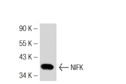 NIFK (18E148): sc-52904. Western blot analysis of mouse NIFK expression in HeLa whole cell lysate.