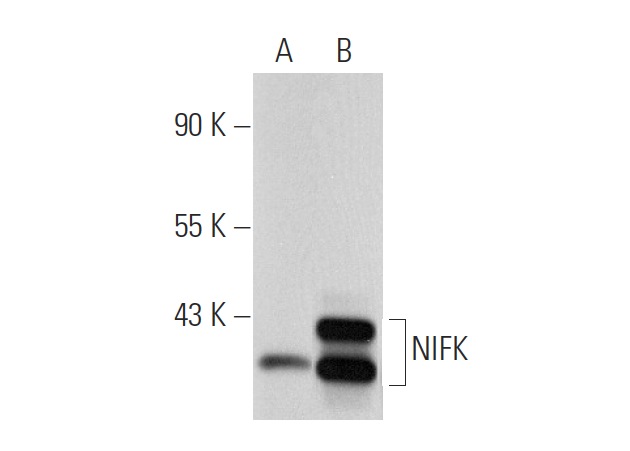 NIFK (18E148): sc-52904. Western blot analysis of NIFK expression in non-transfected: sc-117752 (A) and human NIFK transfected: sc-159682 (B) 293T whole cell lysates.