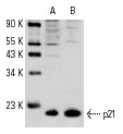 Western blot analysis of p21 expression in C32 nuclear extracts (A,B). Antibodies tested include p21 (H-164): sc-756 (A) and p21 (C-19)-G: sc-397-G (B).