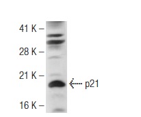 p21 (H-164): sc-756. Western blot analysis of p21 expression in HeLa nuclear extract.