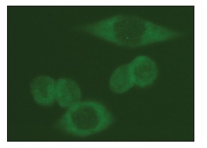 p53R2 (N-16): sc-10840. Immunofluorescence staining of methanol-fixed HeLa cells showing cytoplasmic staining.