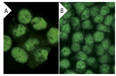 PCNA (C-20): sc-9857. Immunofluorescence staining of methanol-fixed A-431 cells showing nuclear localization using indirect FITC (A) staining and HeLa cells using direct Alexa Fluor 488 (B) staining.