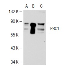 PRC1 (H-70): sc-8356. Western blot analysis of PRC1 expression in non-transfected 293T: sc-117752 (A), mouse PRC1 transfected 293T: sc-127378 (B) and HeLa (C) whole cell lysates.