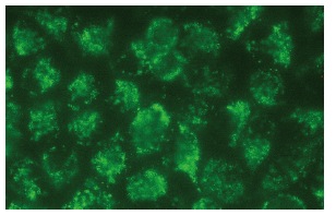 Prohibitin 2 (A-2): sc-133094. Immunofluorescence staining of methanol-fixed HeLa cells showing nuclear and cytoplasmic localization.