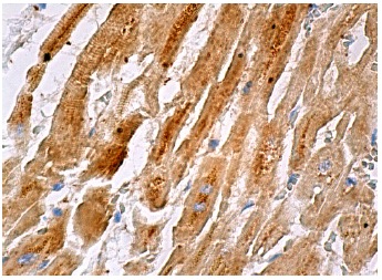 Prohibitin 2 (A-2): sc-133094. Immunoperoxidase staining of formalin fixed, paraffin-embedded human heart muscle tissue showing cytoplasmic staining of myocytes.