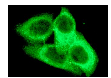 R2 (E-16): sc-10846. Immunofluorescence staining of methanol-fixed HeLa cells showing cytoplasmic staining.