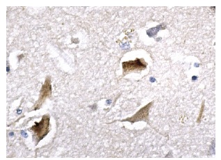 Skp1 p19 (H-163): sc-7163. Immunoperoxidase staining of formalin fixed, paraffin-embedded human brain tissue showing nuclear and cytoplasmic staining of neuronal cells.