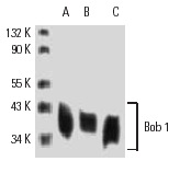 Bob 1 (6F10): sc-23932. Western blot analysis of Bob 1 expression in Ramos (A), Daudi (B) and MM-142 (C) whole cell lysates.