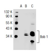 Bob 1 (6F10): sc-23932. Western blot analysis of Bob 1 expression in non-transfected 293T: sc-117752 (A), human Bob 1 transfected 293T: sc-115196 (B) and Daudi (C) whole cell lysates.